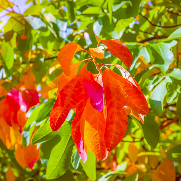 Sassafras Tree