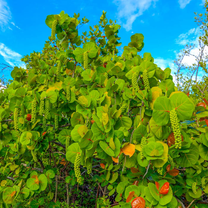 Sea Grape