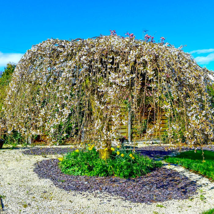 Weeping Higan 'Snow Fountain' Cherry