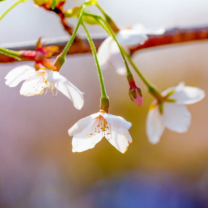 Weeping Higan 'Snow Fountain' Cherry