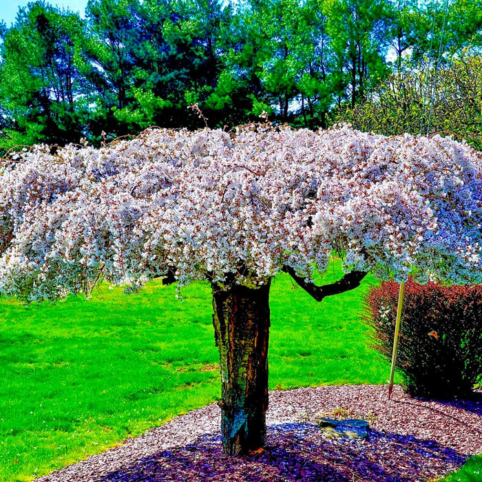 Weeping Higan 'Snow Fountain' Cherry