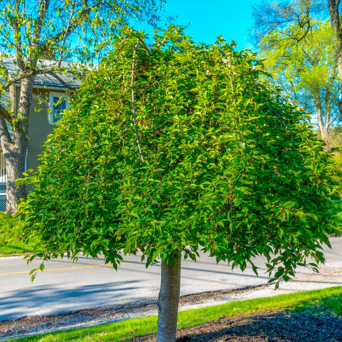 Weeping Higan 'Snow Fountain' Cherry