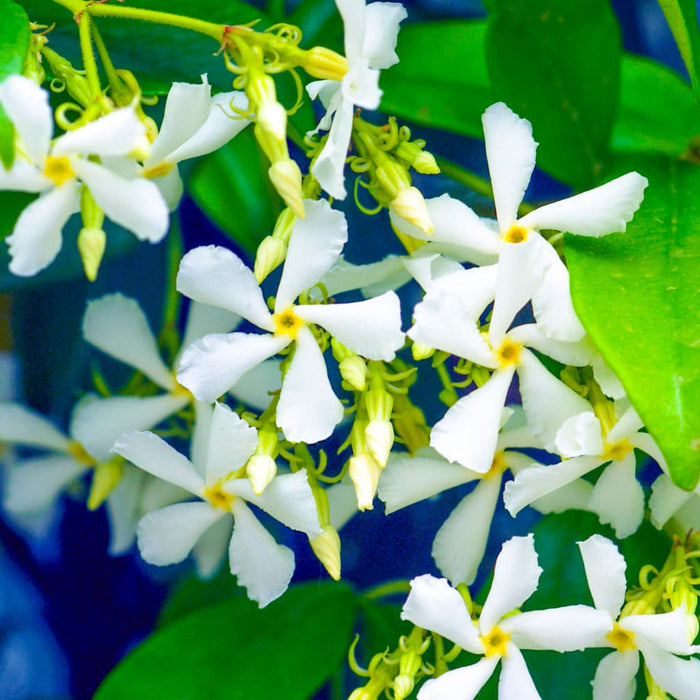 Star Jasmine