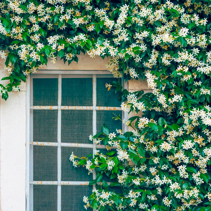 Star Jasmine