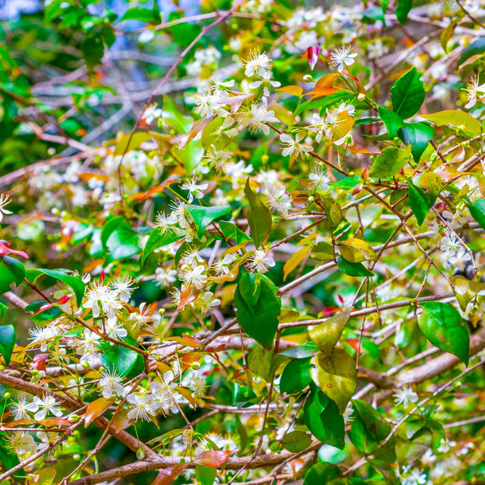 Surinam Cherry Tree