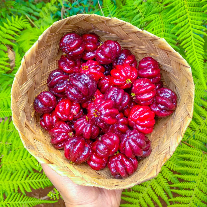 Surinam Cherry Tree