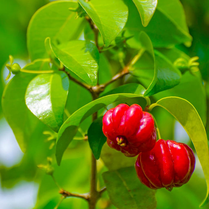 Surinam Cherry Tree