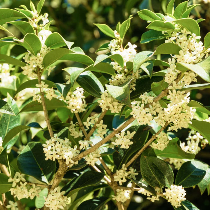 Sweet Olive - Osmanthus Fragrans