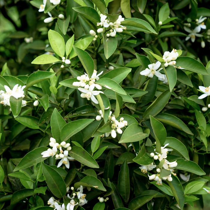 Sweet Olive - Osmanthus Fragrans