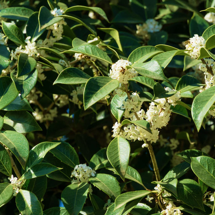 Sweet Olive - Osmanthus Fragrans