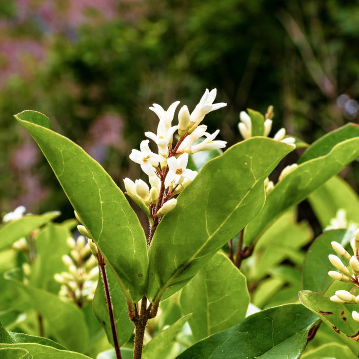 Sweet Olive - Osmanthus Fragrans