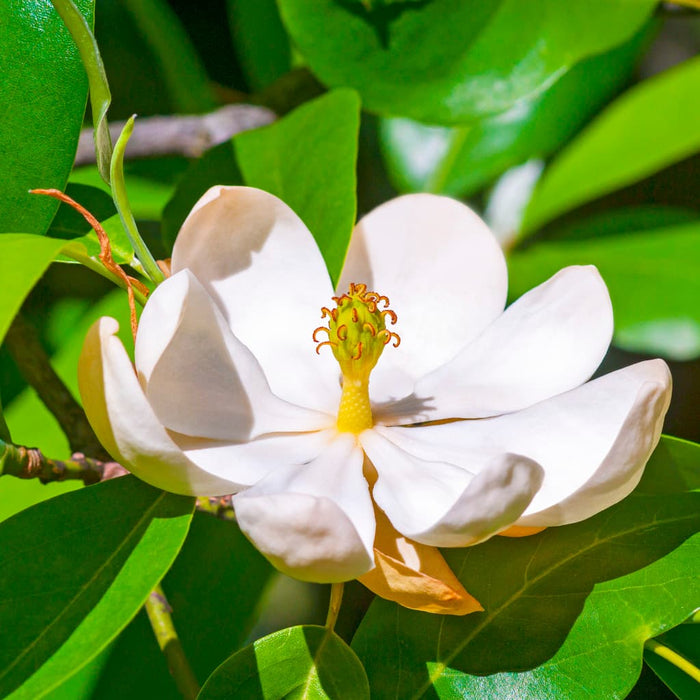 Sweetbay Magnolia