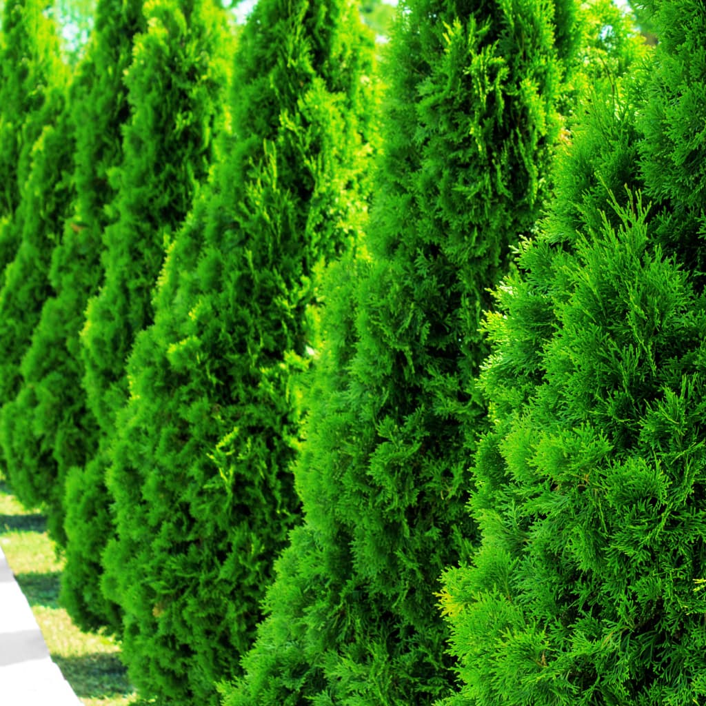 Evergreen Privacy Trees