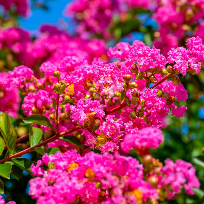 Thunderstruck Lavender Skies Crape Myrtle