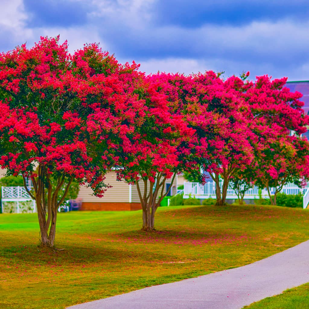 Flowering Trees