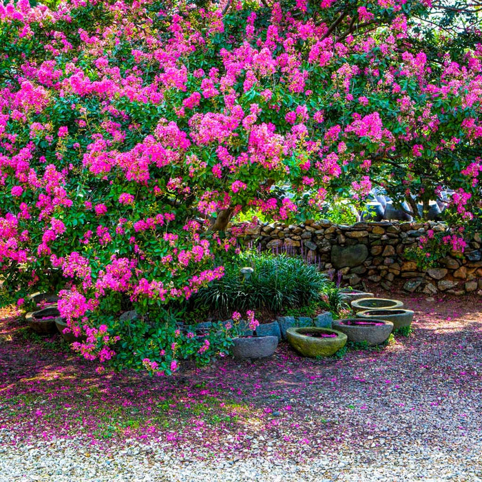 Thunderstruck Lavender Skies Crape Myrtle