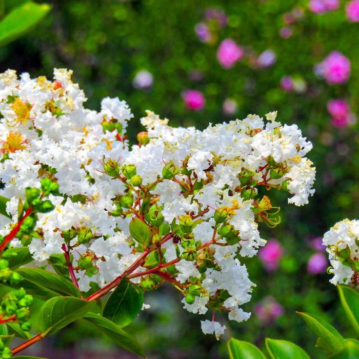 Thunderstruck White Lightning Crape Myrtle