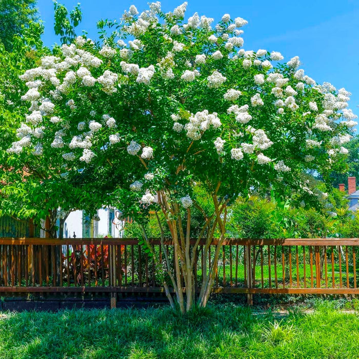 Thunderstruck White Lightning Crape Myrtle