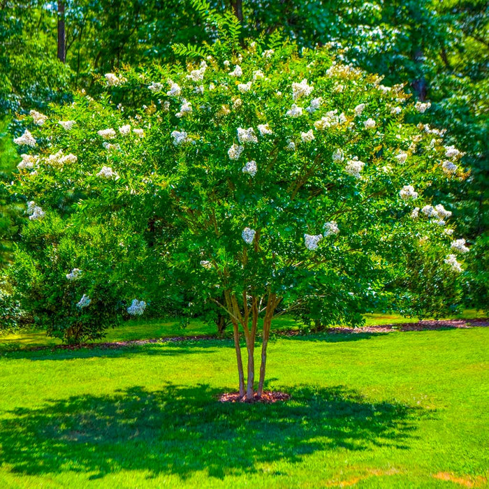 Thunderstruck White Lightning Crape Myrtle