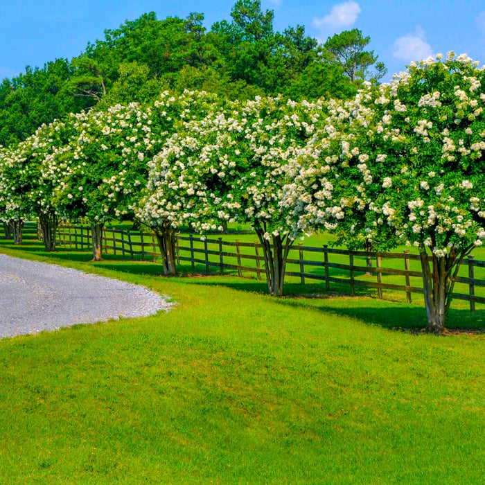 Thunderstruck White Lightning Crape Myrtle