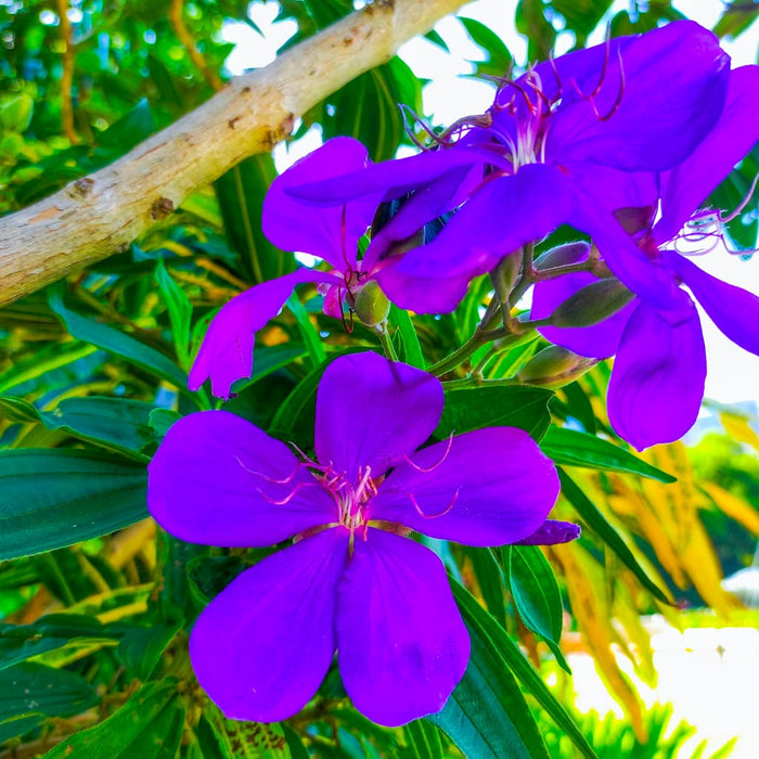 Purple Glory 'Tibouchina' Bush