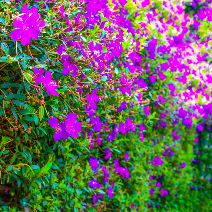 Purple Glory 'Tibouchina' Bush