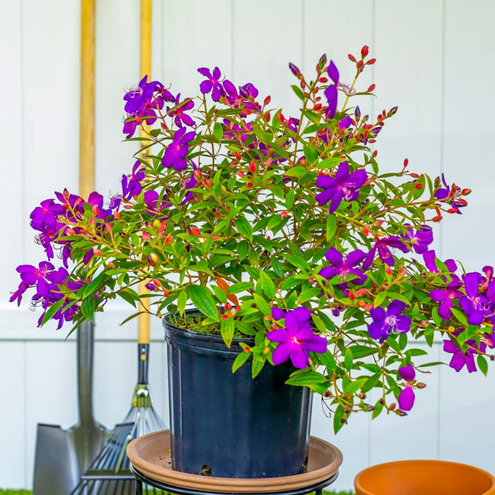 Purple Glory 'Tibouchina' Bush