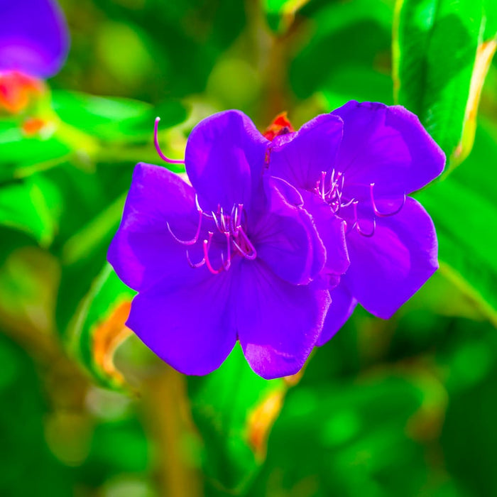 Purple Glory 'Tibouchina' Bush