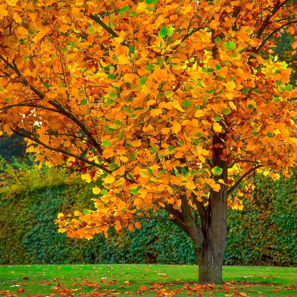 Tulip Poplar Trees For Sale — PrivacyShrubs.com
