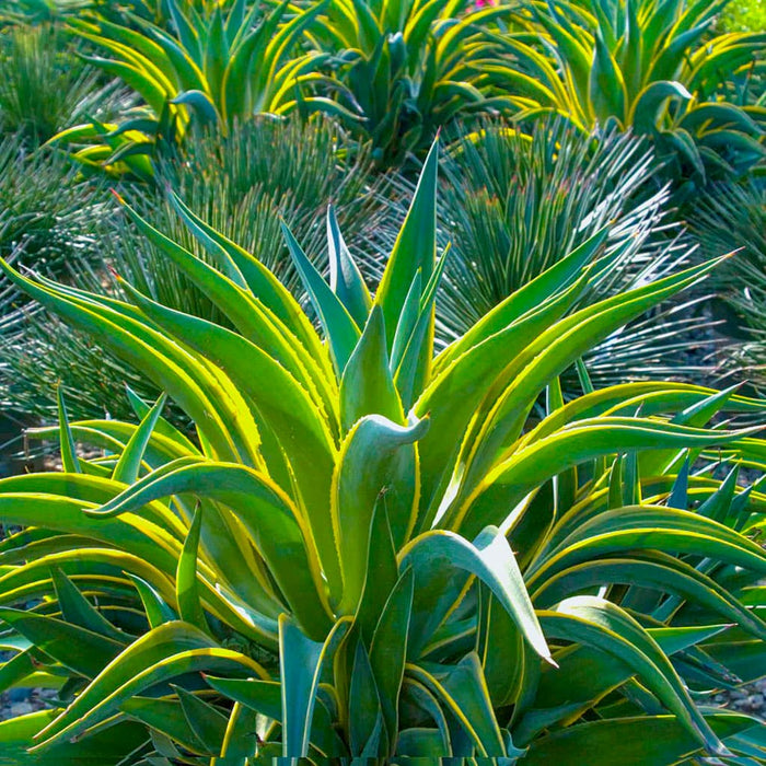 Variegated Agave