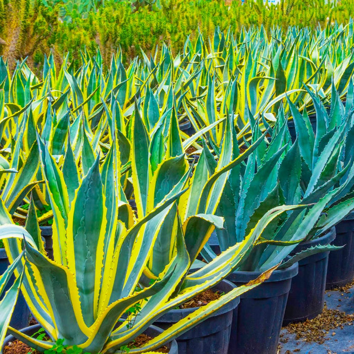 Variegated Agave