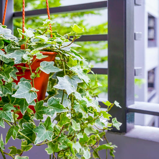 English Ivy Variegated for Sale