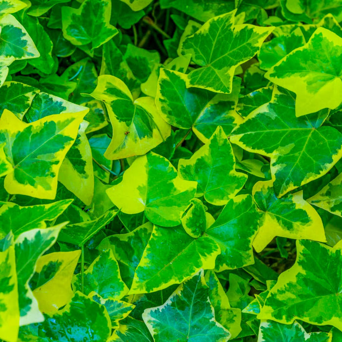 English Ivy Variegated