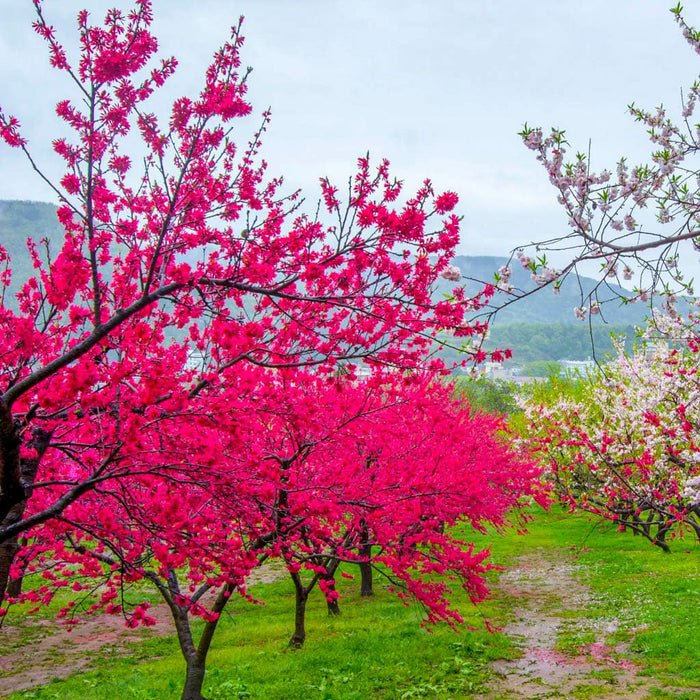 Weeping Peach Tree