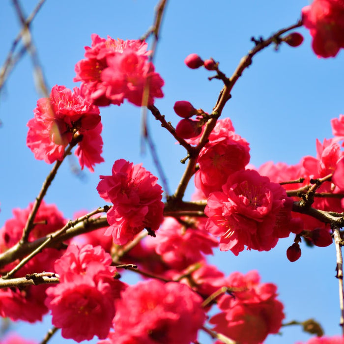 Weeping Peach Tree