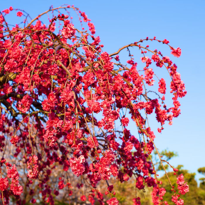 Weeping Peach Tree