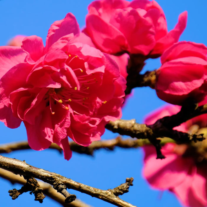 Weeping Peach Tree