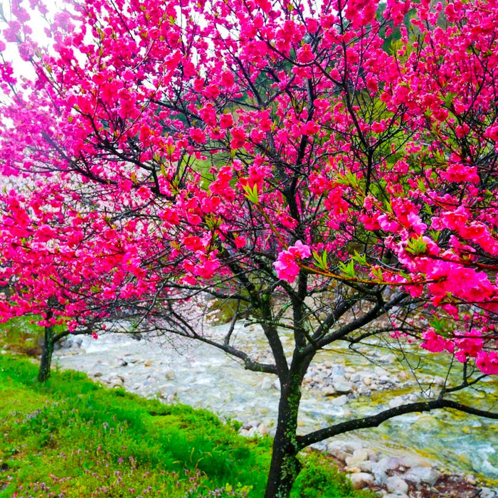 Weeping Peach Tree