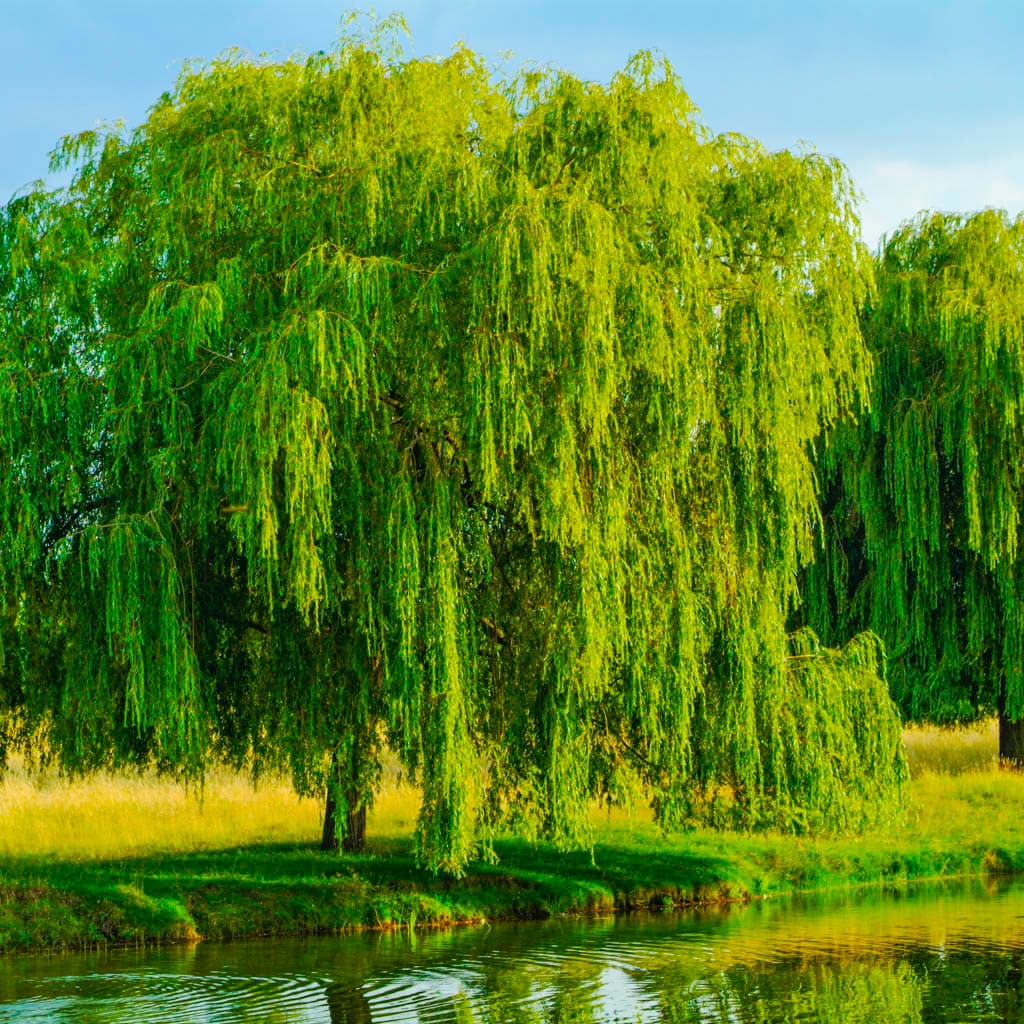 Willow Trees