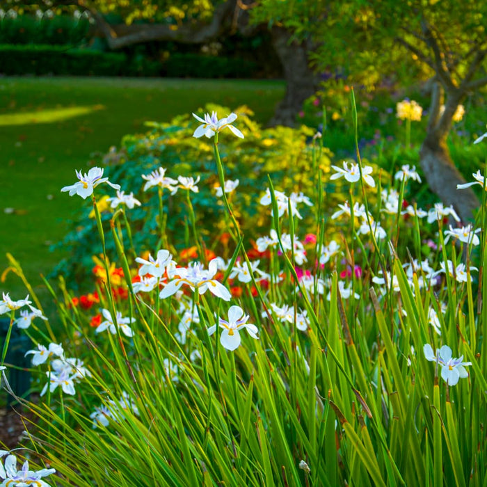 White African Iris