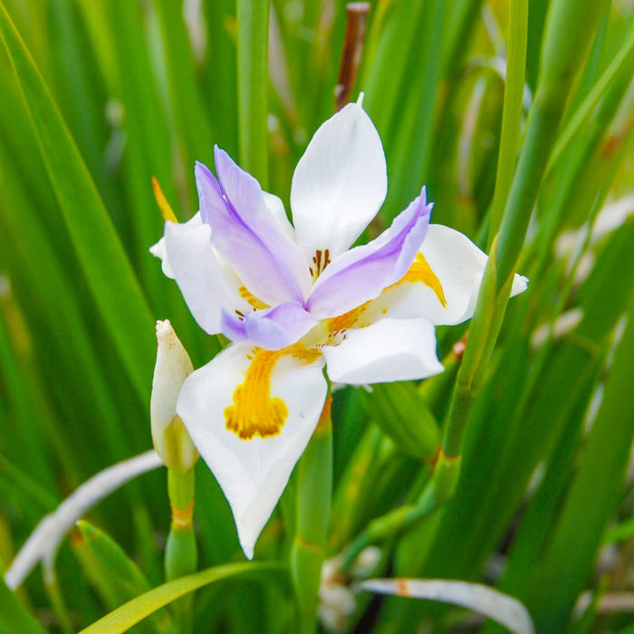 White African Iris