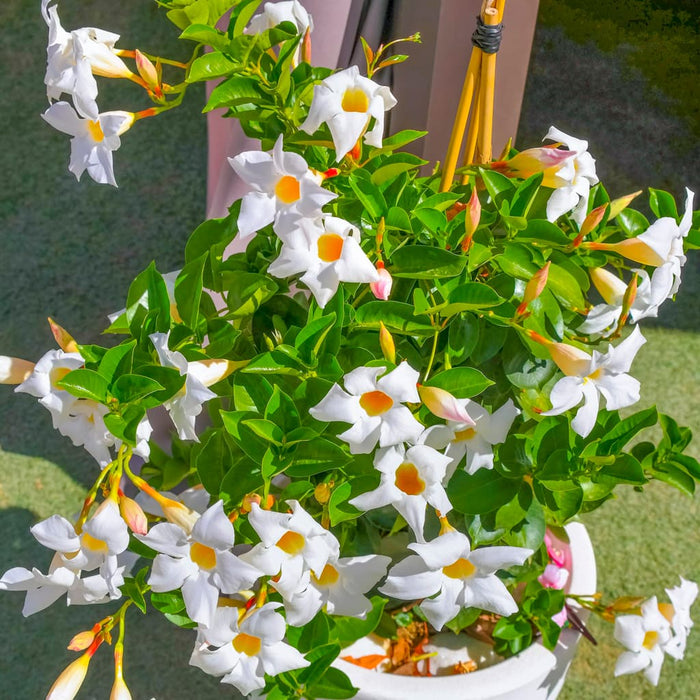 White Mandevilla