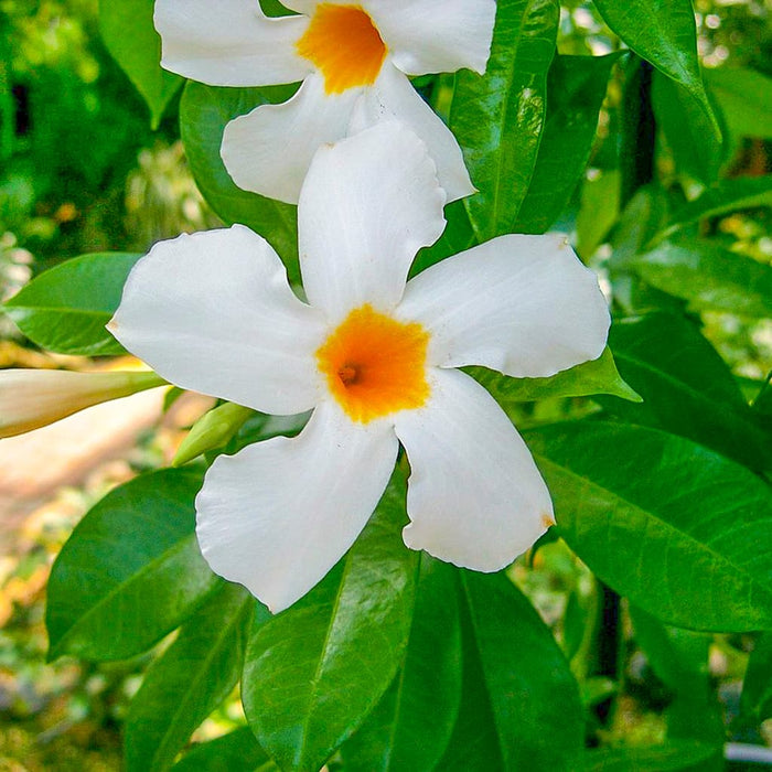 White Mandevilla