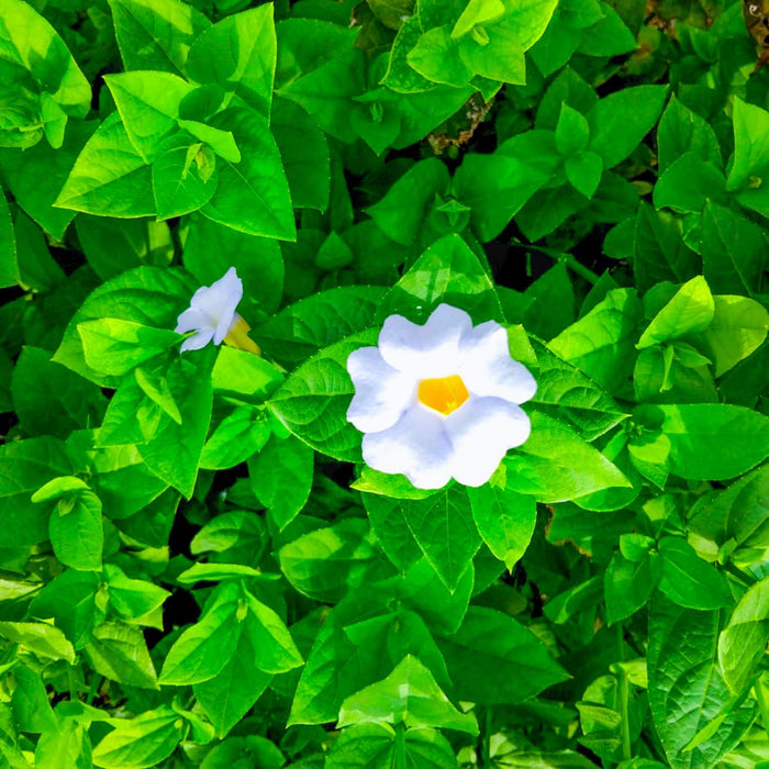 White Mandevilla