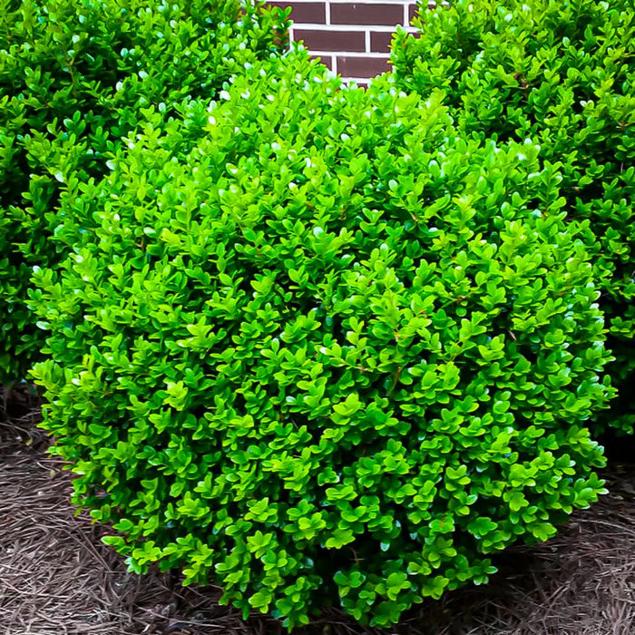 Winter Gem Boxwood