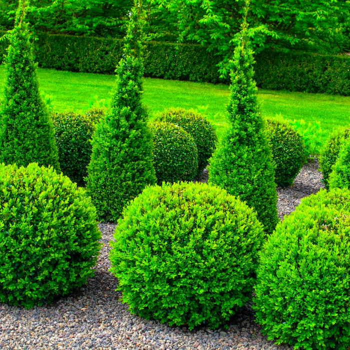 Winter Gem Boxwood