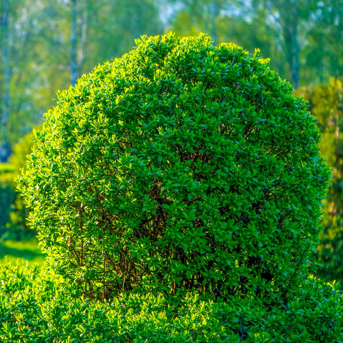 Wintergreen Boxwood