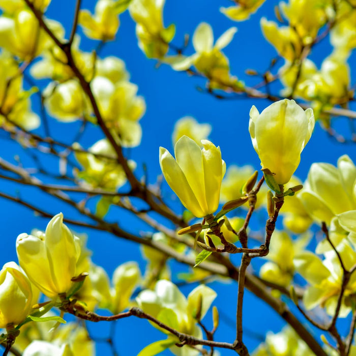 Yellow Bird Magnolia