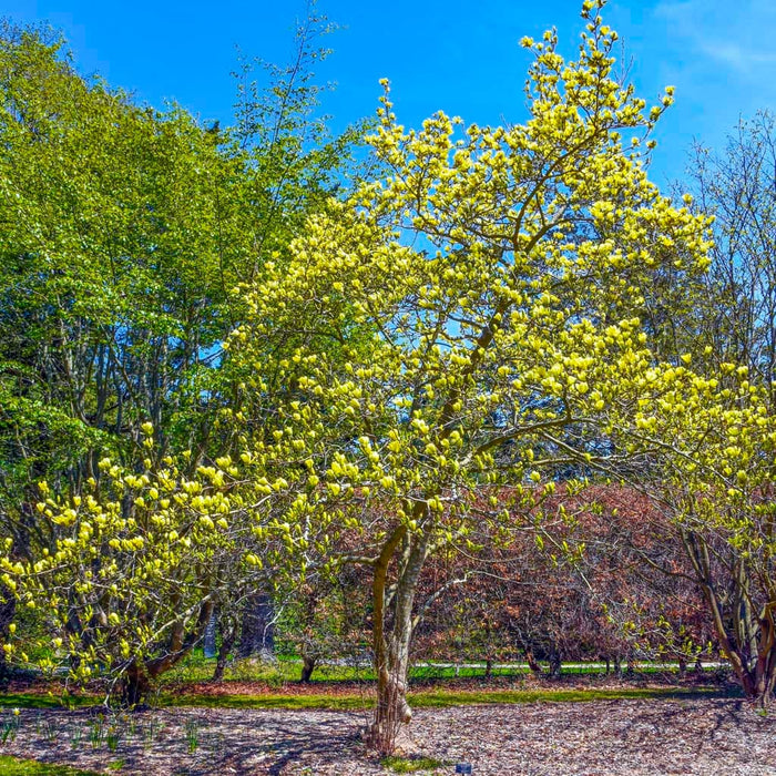 Yellow Bird Magnolia