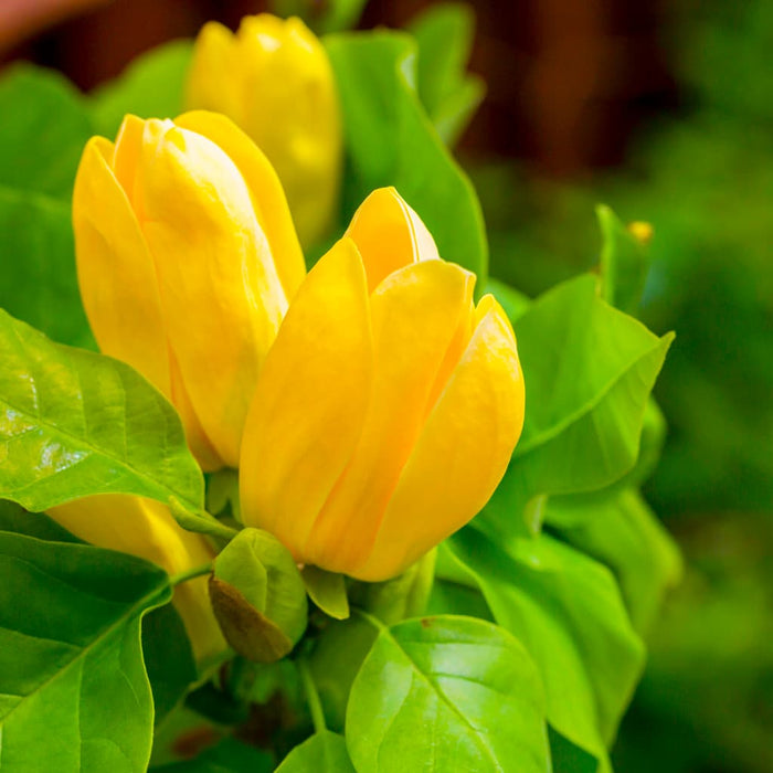 Yellow Bird Magnolia